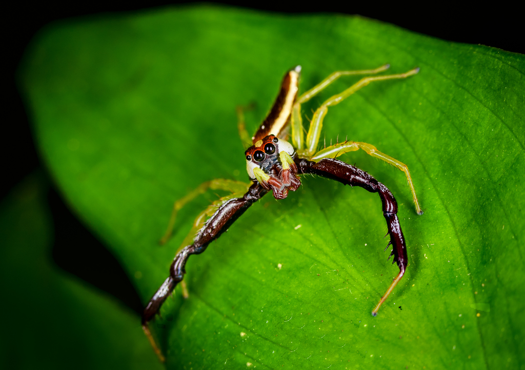 Epocilla