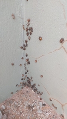 Conchyloctenia punctata