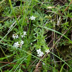 Galium saxatile
