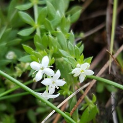 Galium saxatile