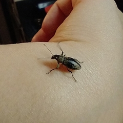 Naupactus