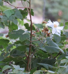 Rubus neomexicanus