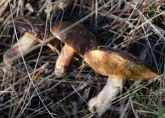 Suillus bellinii