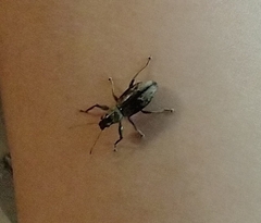 Naupactus