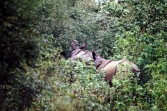 Rhinoceros unicornis
