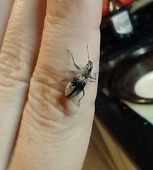 Naupactus