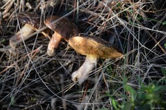 Suillus bellinii