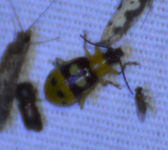 Paranapiacaba connexa