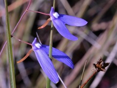 Utricularia leptoplectra