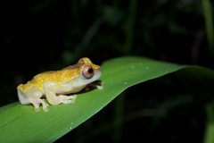 Dendropsophus triangulum