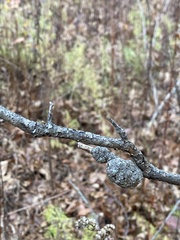 Callirhytis quercuspunctata