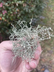 Ramalina stenospora