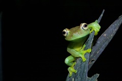 Boana cinerascens