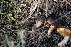 Suillus bellinii
