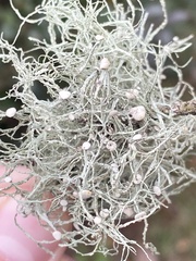 Ramalina stenospora
