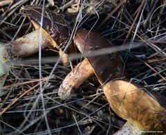 Suillus bellinii