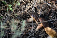 Suillus bellinii