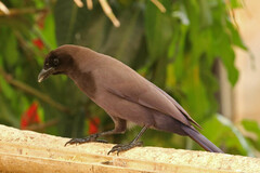 Cyanocorax cyanomelas