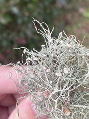 Ramalina stenospora