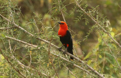 Amblyramphus holosericeus