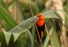 Amblyramphus holosericeus