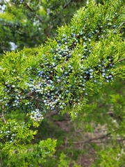 Juniperus virginiana