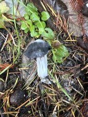 Helvella vespertina