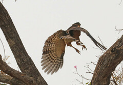 Micrastur semitorquatus