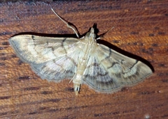 Marasmia