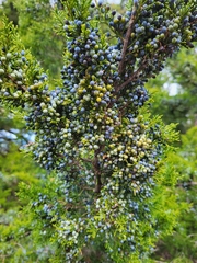Juniperus virginiana