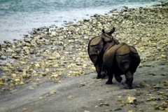 Rhinoceros unicornis