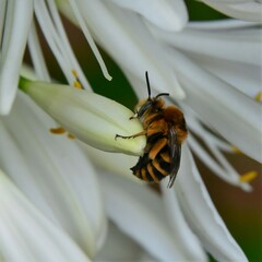 Amegilla quadrifasciata maderae
