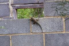 Sceloporus cyanogenys