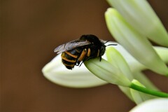 Amegilla quadrifasciata maderae