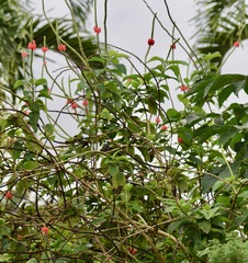 Stachytarpheta mutabilis