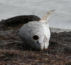 Sciaenops ocellatus