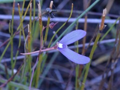 Utricularia leptoplectra