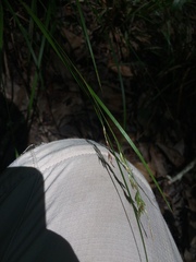 Carex debilis debilis