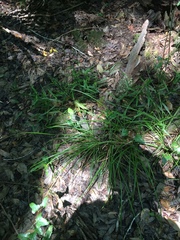 Carex debilis debilis