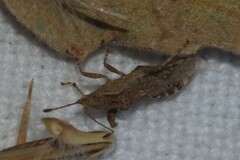 Aufeius impressicollis