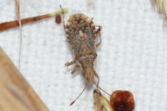 Aufeius impressicollis