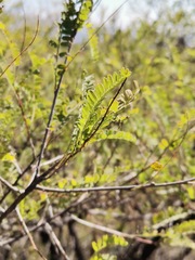 Eysenhardtia polystachya