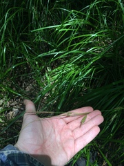 Carex cherokeensis