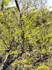 Eysenhardtia polystachya