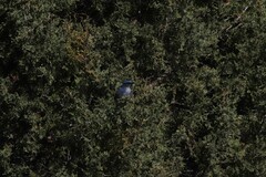 Aphelocoma woodhouseii woodhouseii