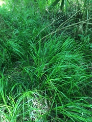 Carex cherokeensis