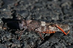 Trimerotropis melanoptera