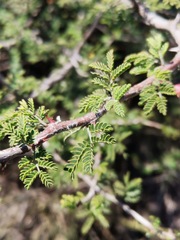 Mimosa aculeaticarpa