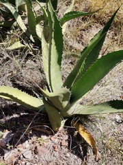 Agave salmiana