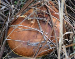 Suillus bellinii